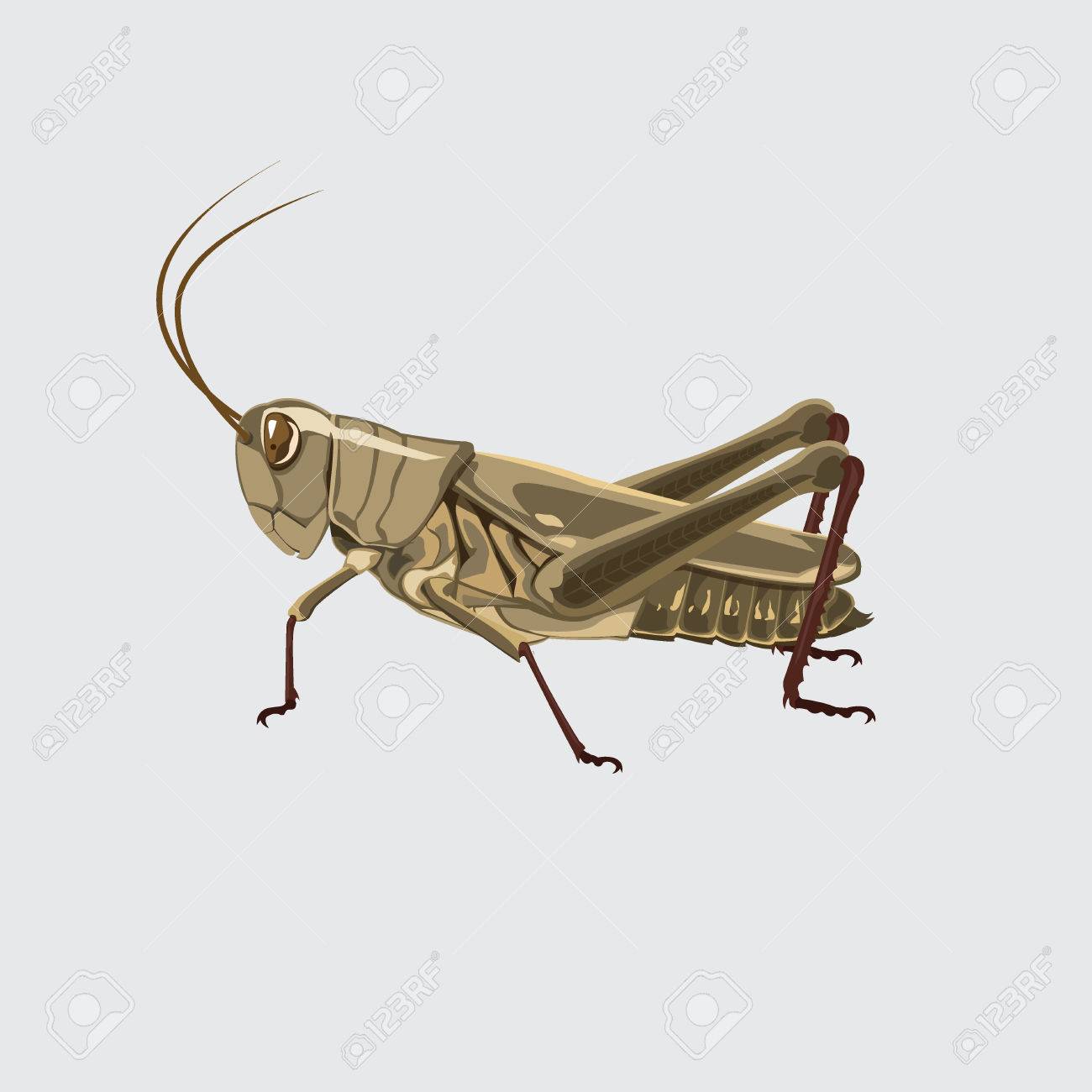 バッタ色の茶色 ベクトル イラスト のイラスト素材 ベクタ Image バッタ色の茶色 ベクトル イラスト のイラスト素材 ベクタ Image