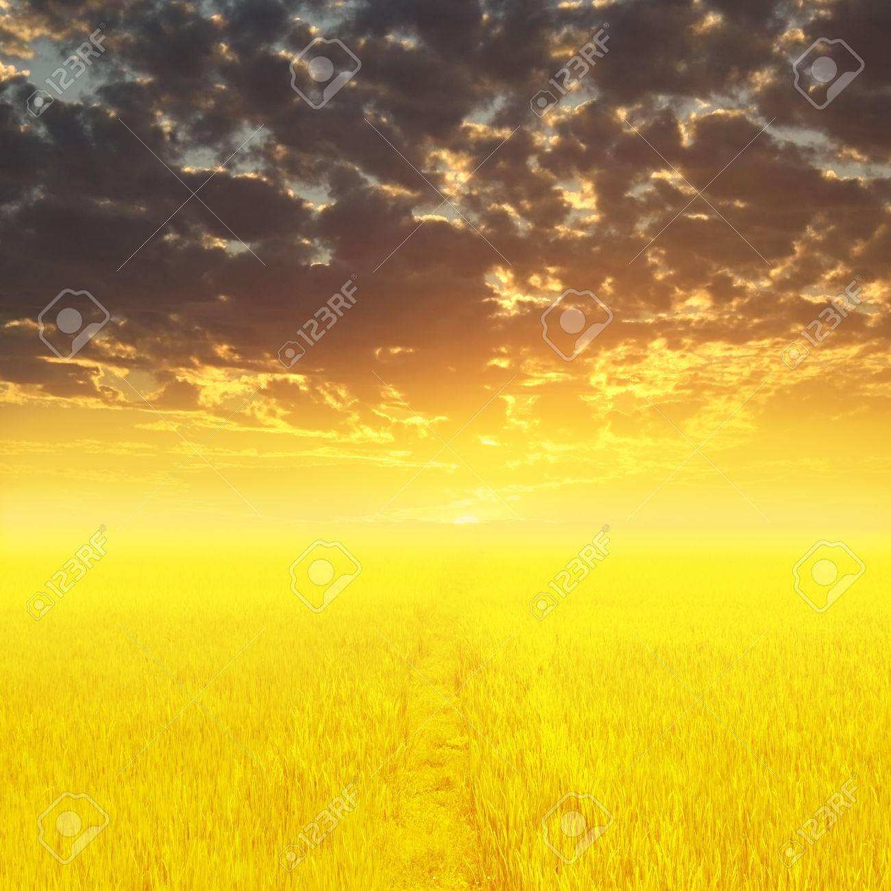 黄金の草原に沈む夕日 乾燥した水田に強烈な太陽 の写真素材 画像素材 Image