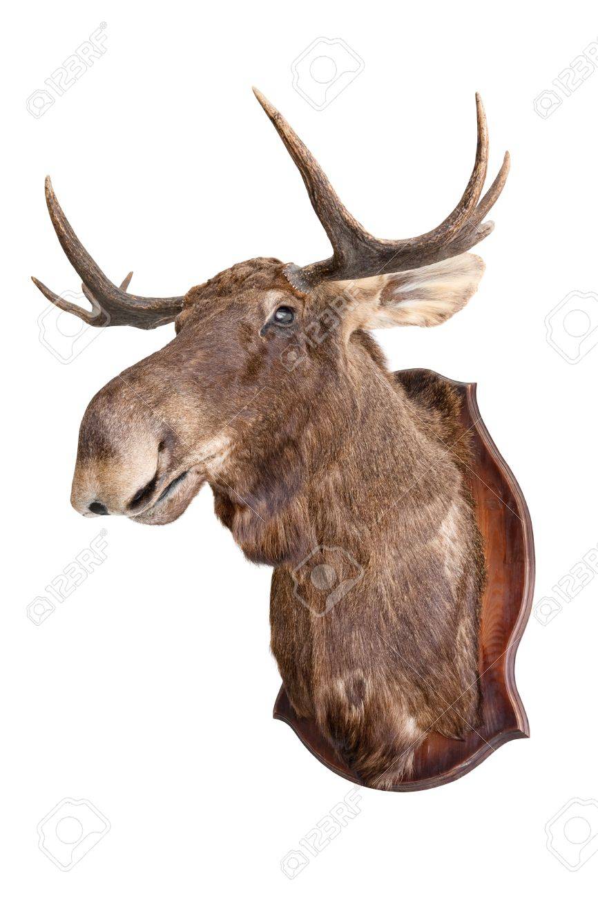 白 剥製にぬいぐるみの野生のエルク頭 の写真素材 画像素材 Image