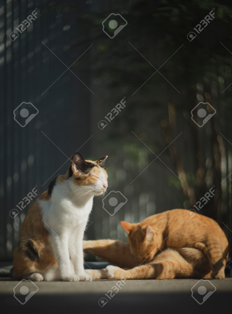 etiam-dictum-ipsum-a-felis