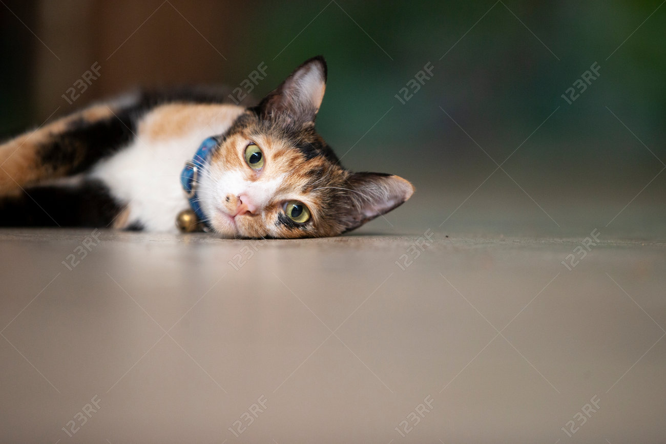 etiam-dictum-ipsum-a-felis