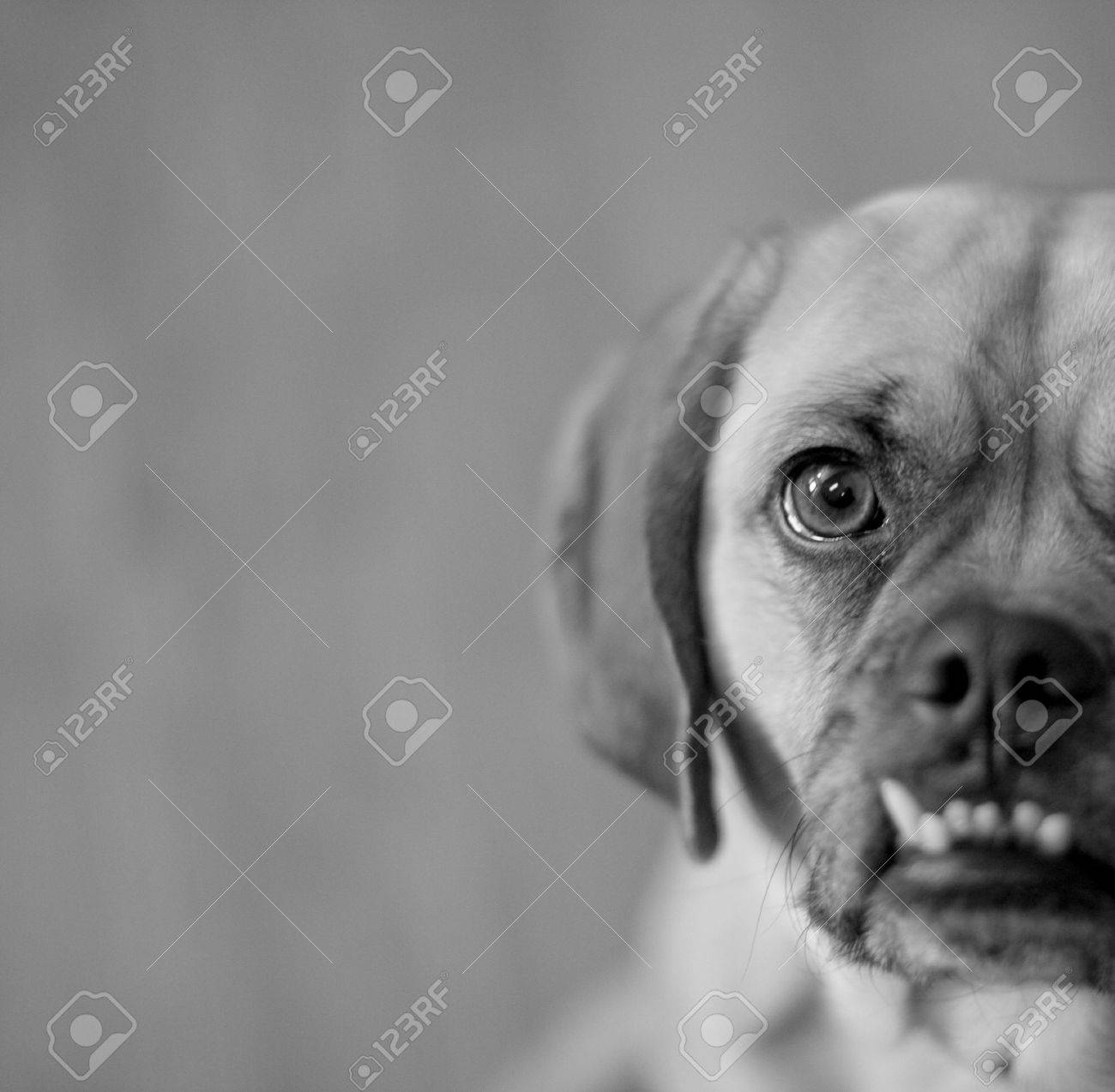 Puggle In Black White With Shallow Depth Of Field Focused