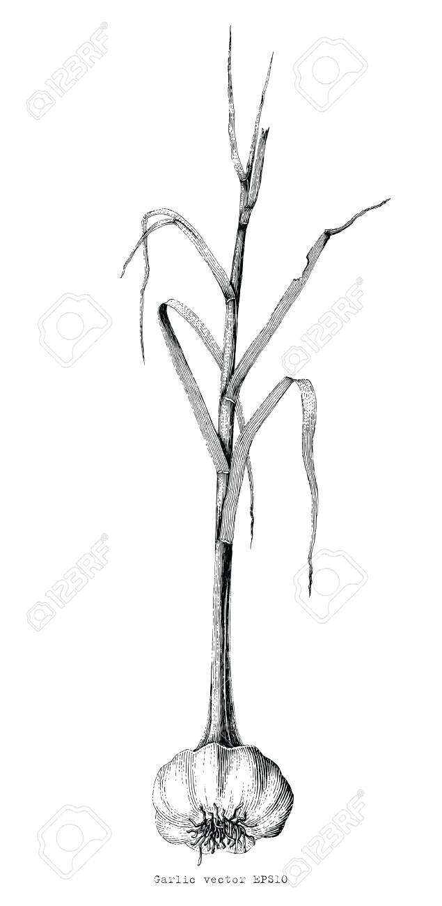 ニンニク手デッサン彫刻イラストのイラスト素材 ベクタ Image 82350353