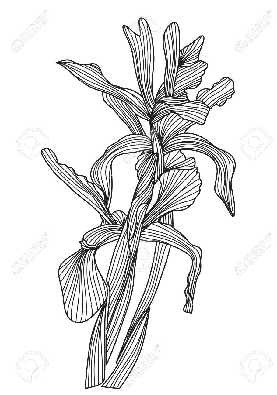 手描きの装飾的な菖蒲の花 デザイン要素 のイラスト素材 ベクタ Image 24387676