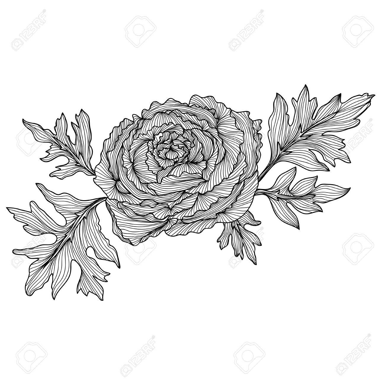 Floral Decoration elegant decorative ranunculus flowers, design element. floral Floral Decoration elegant decorative ranunculus flowers, design element. floral