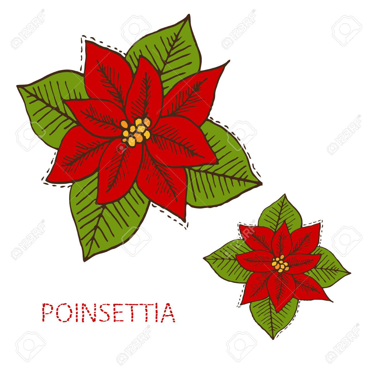 Disegno Stella Di Natale Fiore.Vettoriale Disegno A Mano Decorativi Fiori Poinsettia Natale Elemento Di Design Puo Essere Usato Per Le Schede Inviti Carta Da Regalo Stampa Scrapbooking Natale E Capodanno Image 48288547