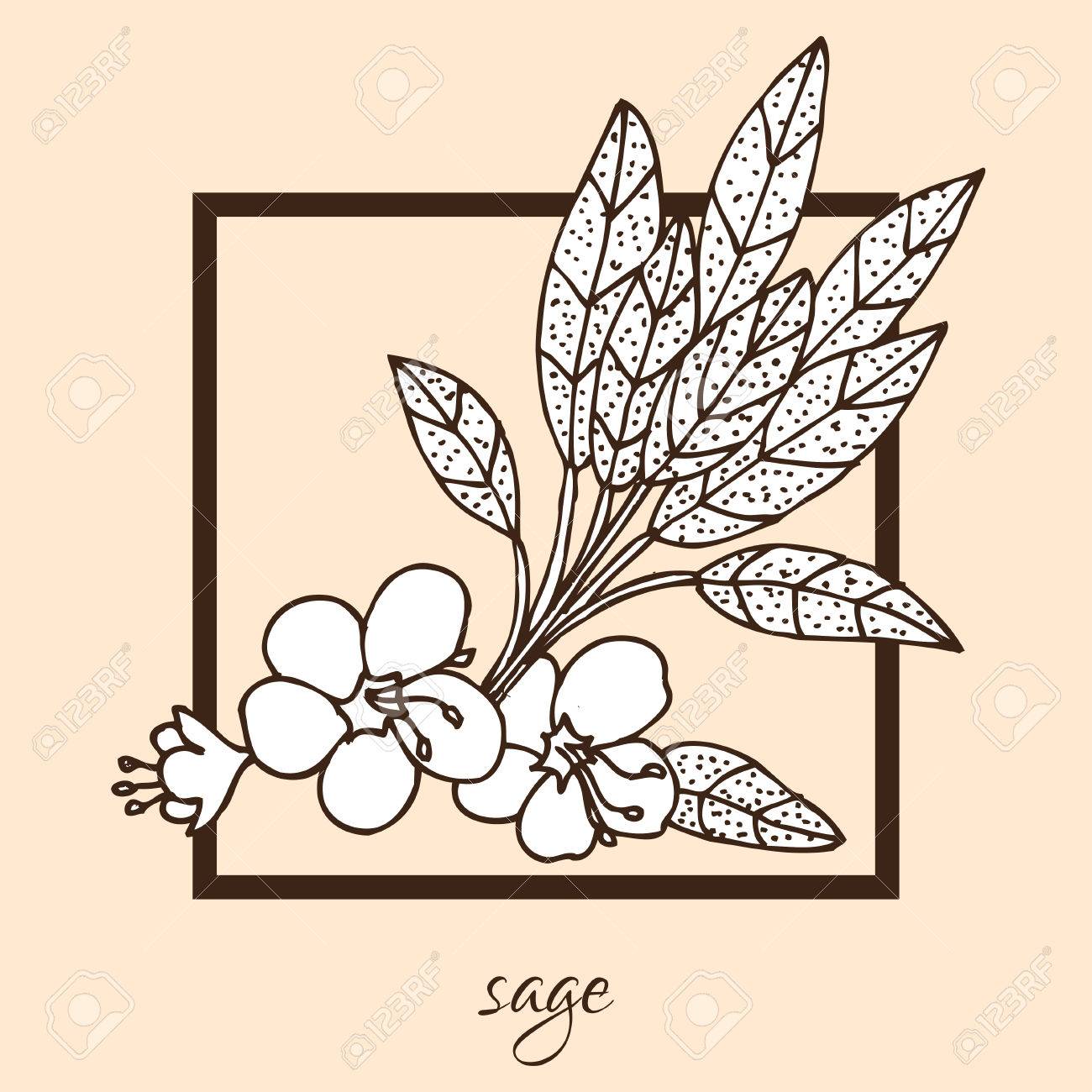 hand drawn decorative sage design element can be used for cards sage design