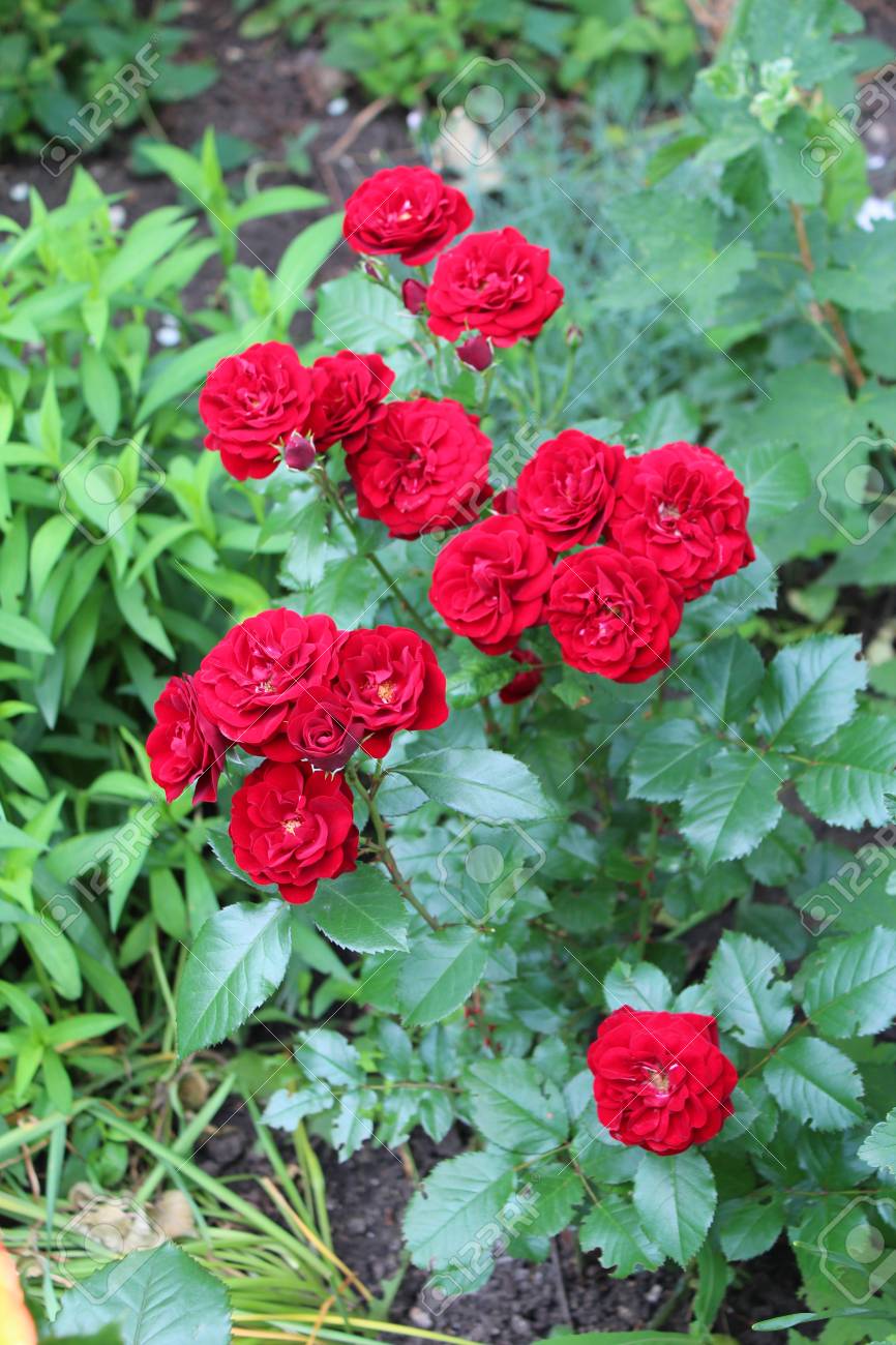 Beautiful Red Rose Flowers Growing In The Garden On Sunny Summer Day.  Natural Floral Background. Stock Photo, Picture and Royalty Free Image.  Image 80187743., image size:866x1300