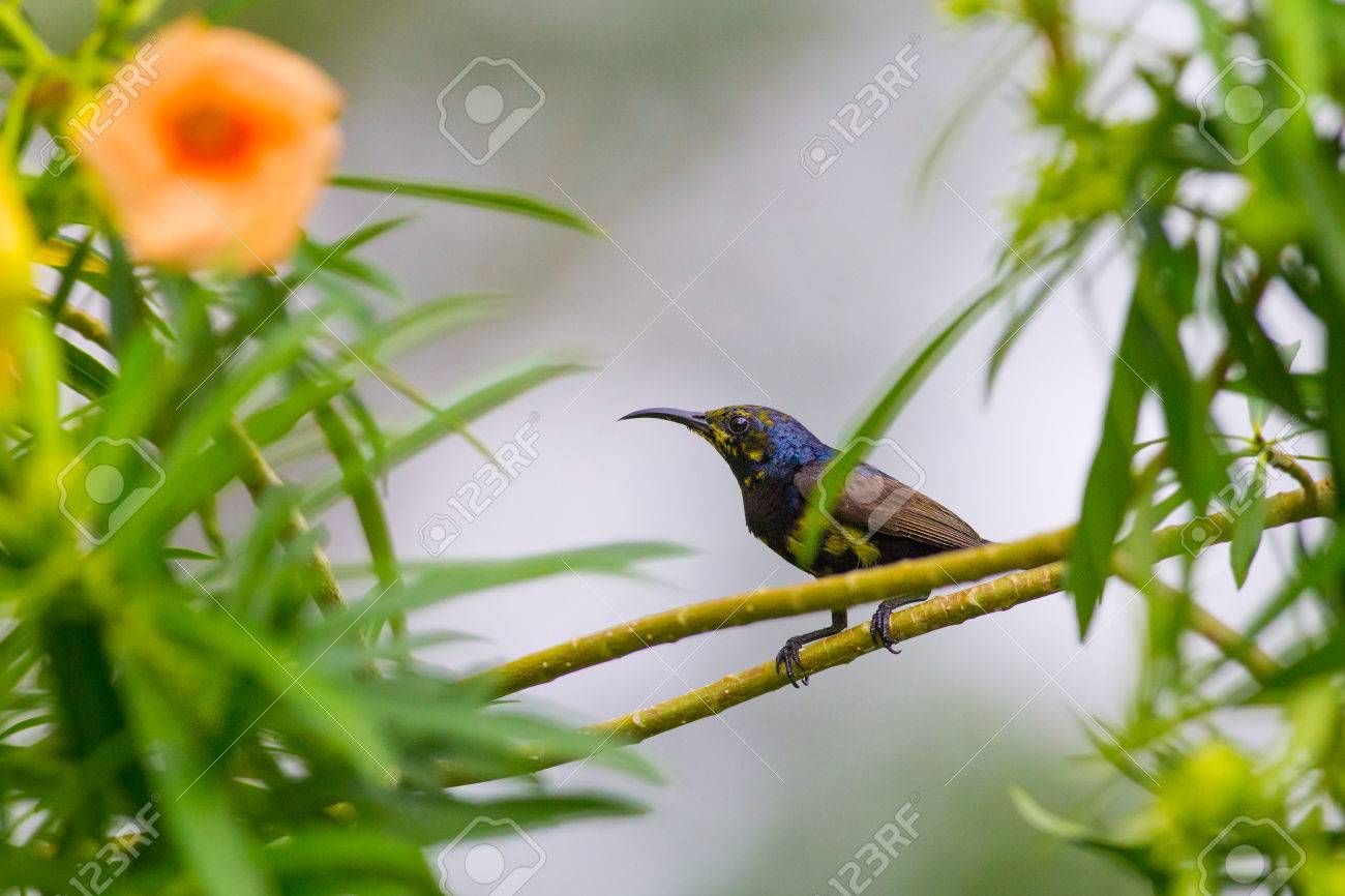 etiam-dictum-ipsum-a-felis