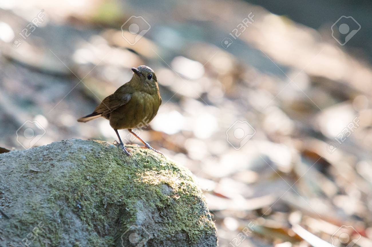 etiam-dictum-ipsum-a-felis