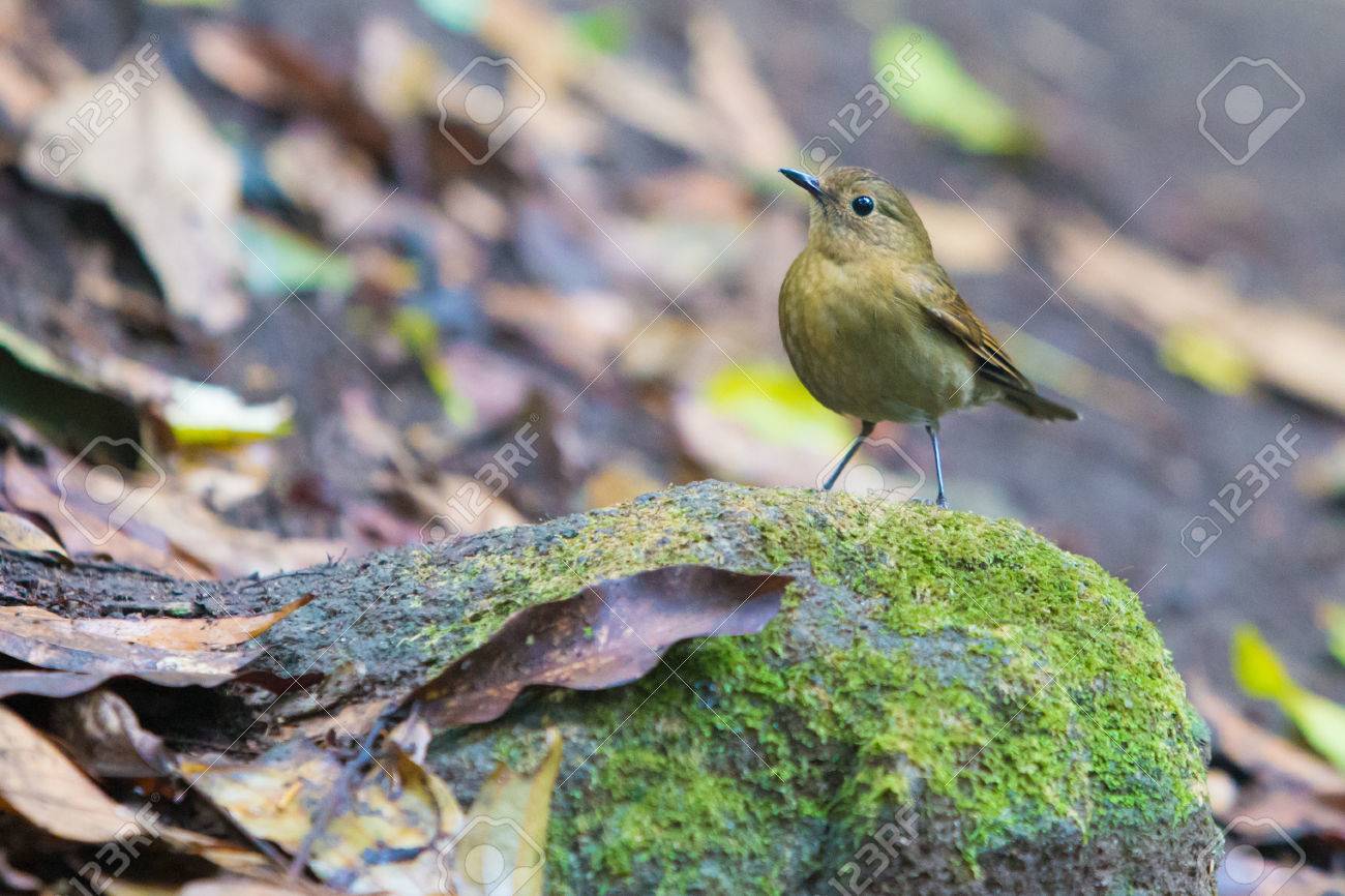 etiam-dictum-ipsum-a-felis