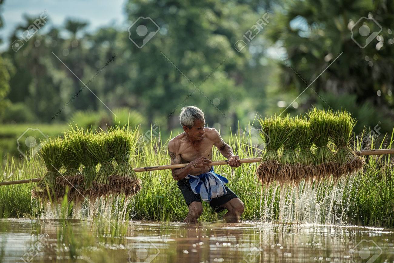 Hard Work Farmer In Rice Green Fields Holding Rice Baby. They Were Soaked  With Water And Mud To Be Prepared For Planting. At Wanonniwat, Sakonnakhon,  Thailand Stock Photo, Picture and Royalty Free