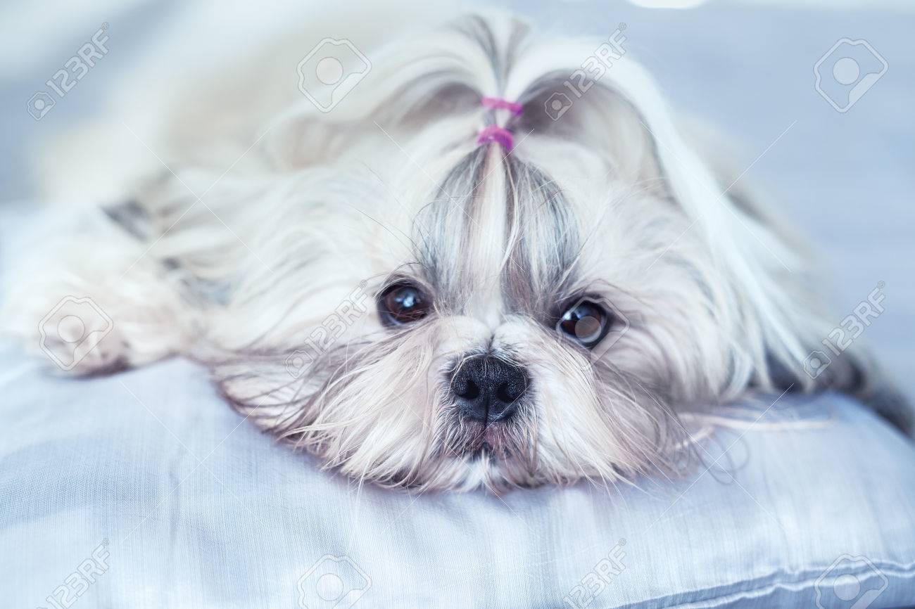 shih tzu bed