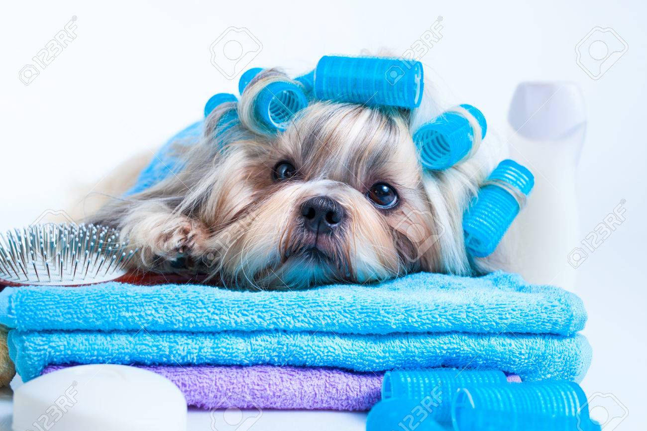 https://previews.123rf.com/images/chaoss/chaoss1612/chaoss161200044/66920465-shih-tzu-chien-apr%C3%A8s-le-lavage-avec-bigoudis-serviettes-et-peigne-sur-fond-blanc-.jpg