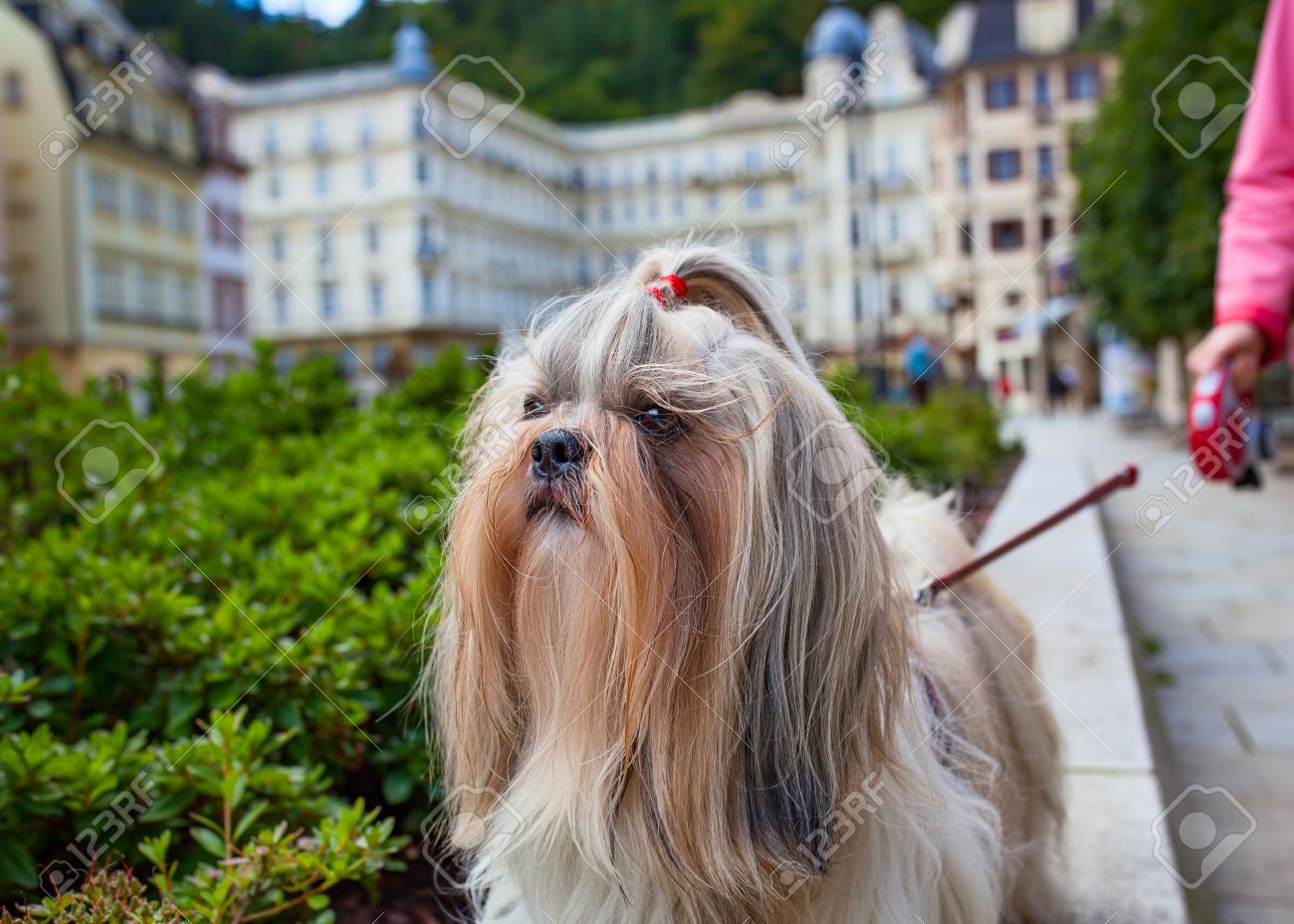 シーズー犬の伝統的なヨーロッパの都市の散歩します 鉛に彼を保持している女性 の写真素材 画像素材 Image