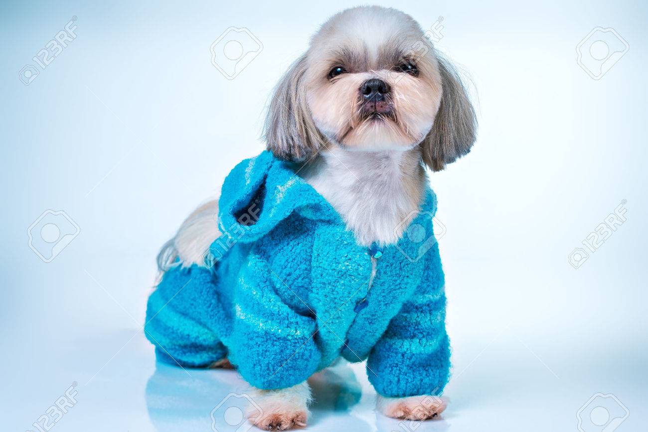 shih tzu sweaters