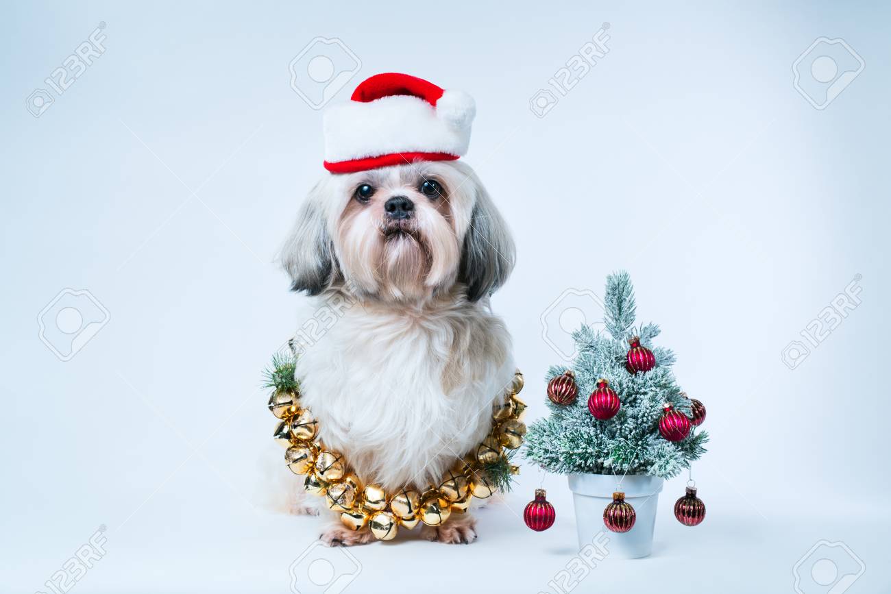 shih tzu hat