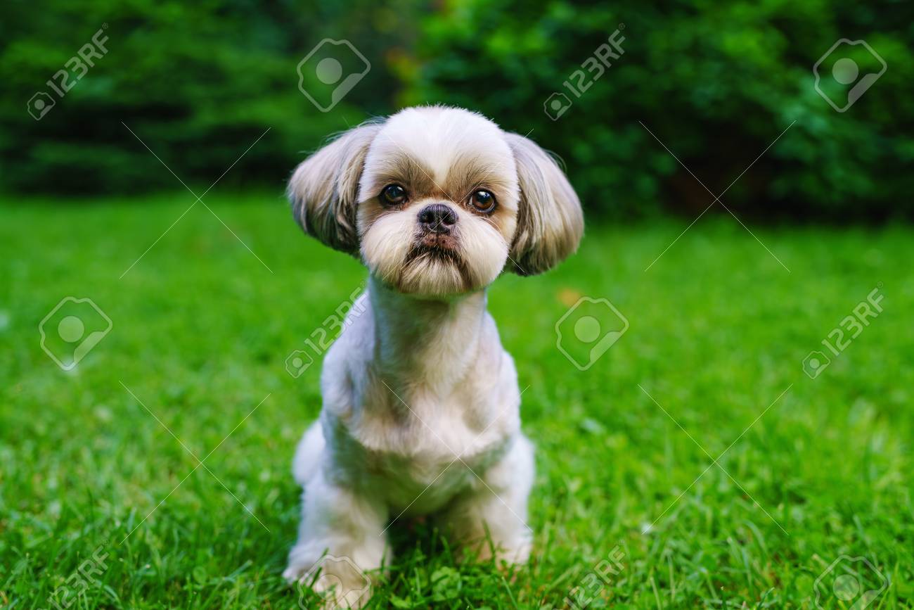 Shih Tzu Dog With Short Haircut 