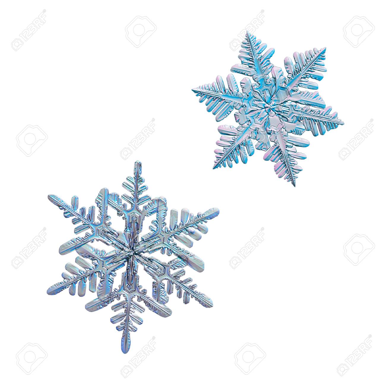 2 つの雪片は 白い背景で隔離 本物の雪の結晶のマクロ写真 複雑なエレガントな形状 細かい六角形の対称性 表面と長い光沢のある救済 側枝を持つ華やかな腕と大きな恒星樹状突起 の写真素材 画像素材 Image