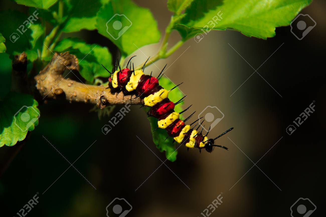 etiam-dictum-ipsum-a-felis