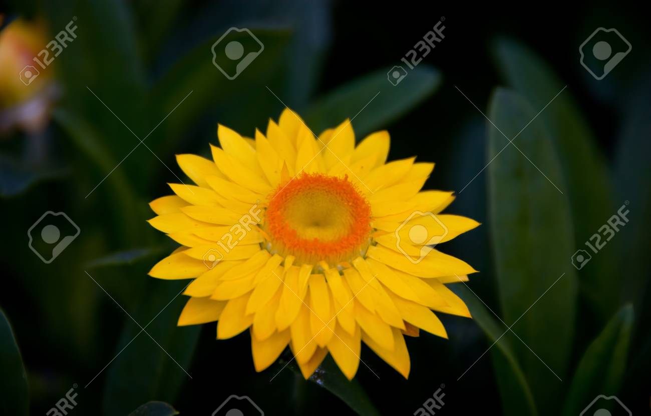 etiam-dictum-ipsum-a-felis