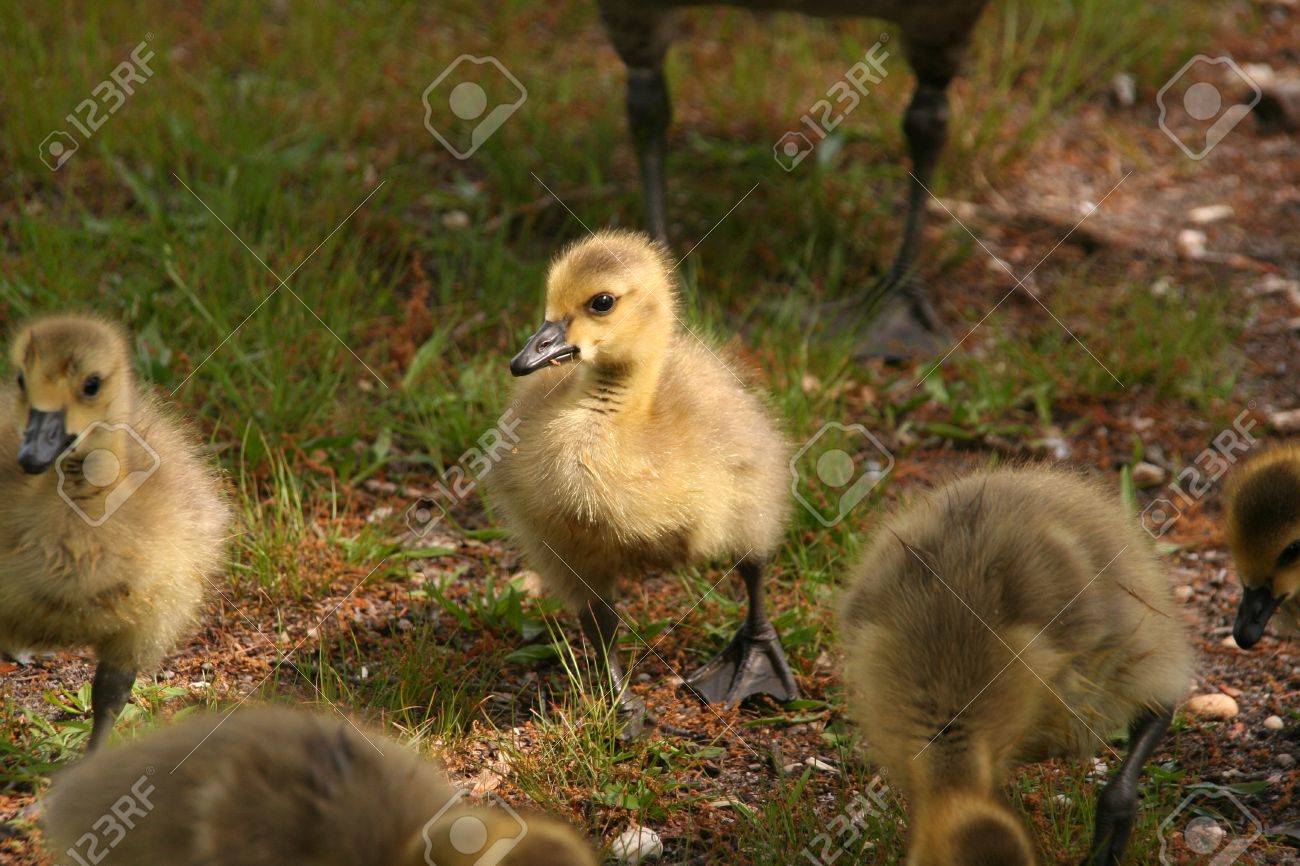 赤ちゃん グース ゴスリン の写真素材 画像素材 Image