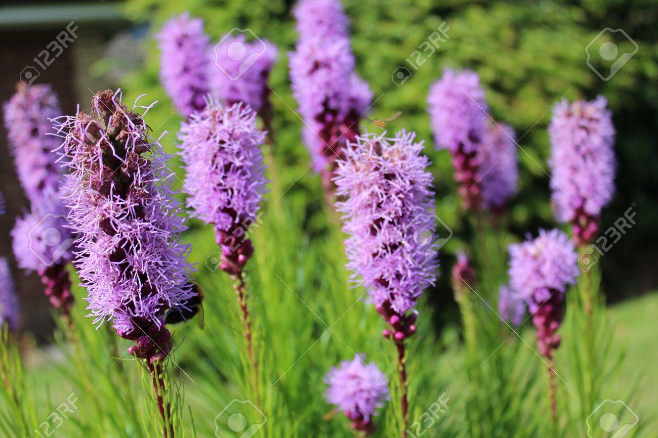 葉巻形の紫の花 夏 イングランド の写真素材 画像素材 Image