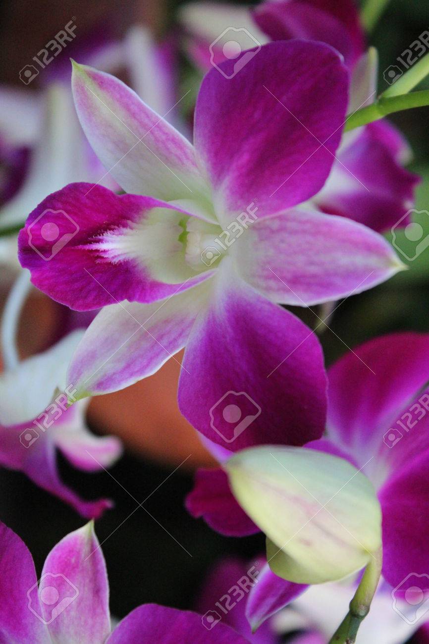 Orquideas Fuschia Profundas Bangkok Tailandia Fotos Retratos Imagenes Y Fotografia De Archivo Libres De Derecho Image