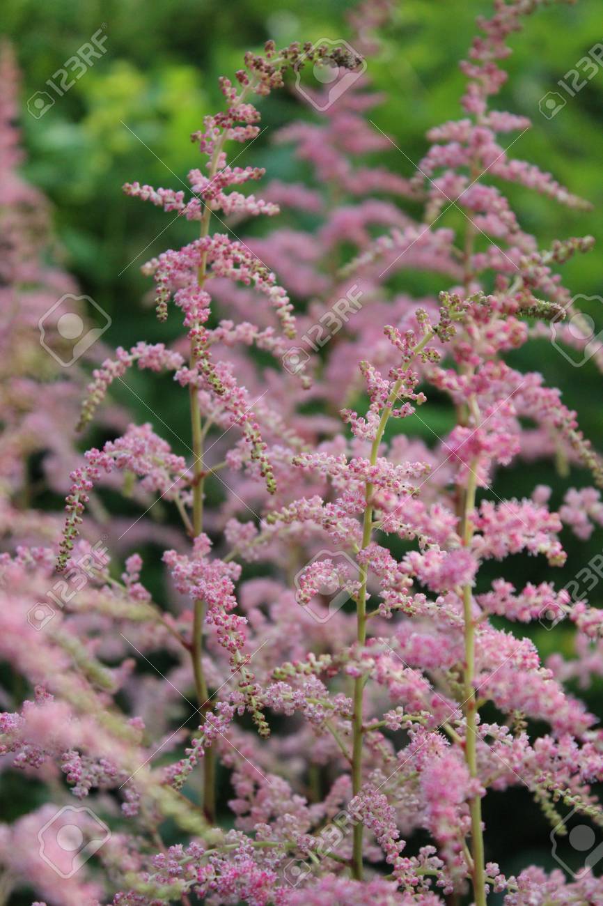 ピンクの羽のような花 夏 イングランド の写真素材 画像素材 Image