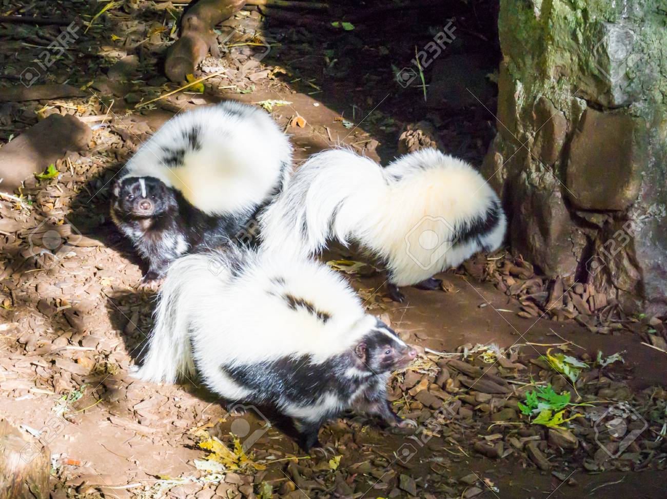 Family Of Black And White Common Striped Skunks Standing Together