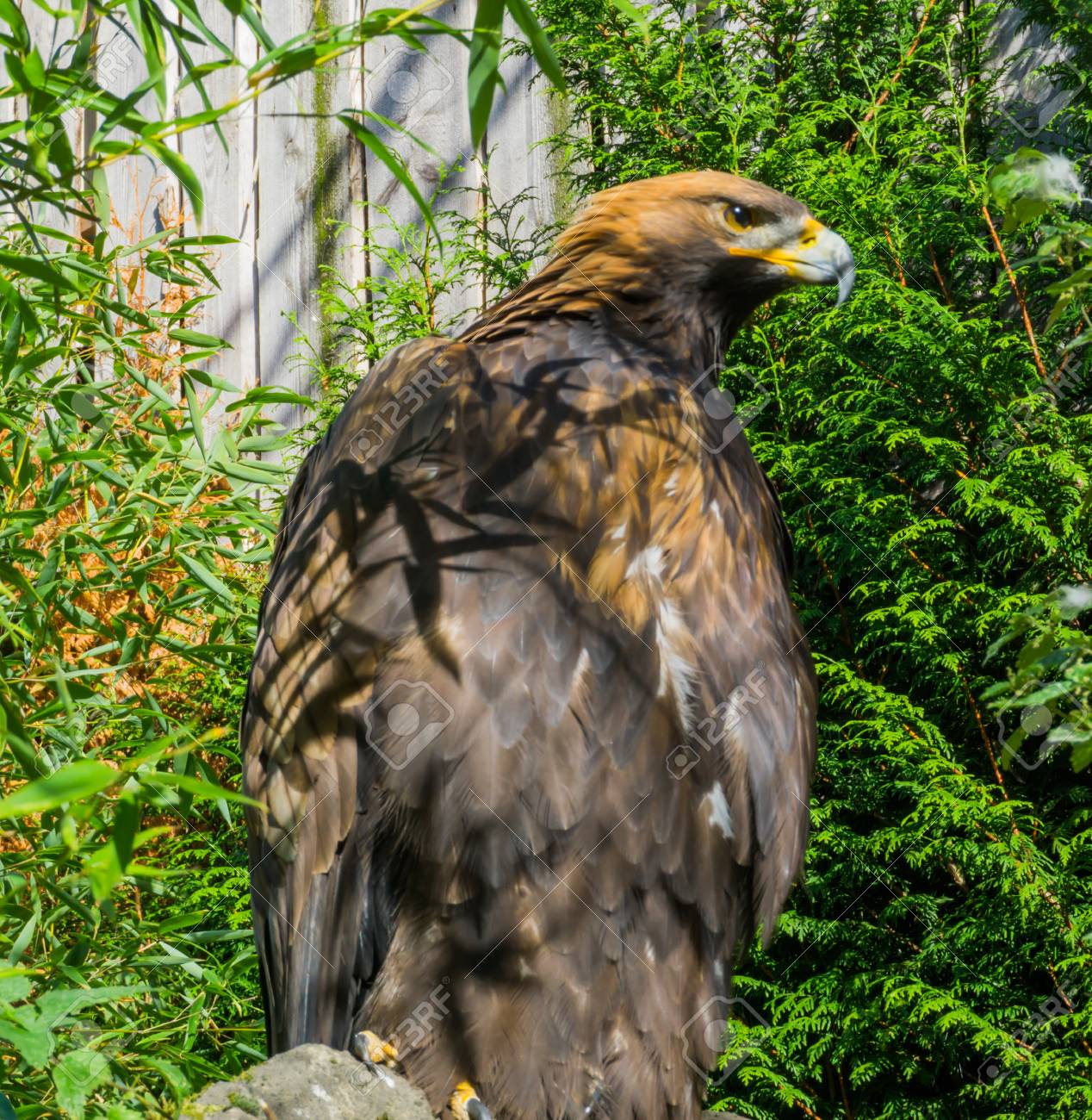 Endangered Species A Big Brown Steppe Eagle In Closeup
