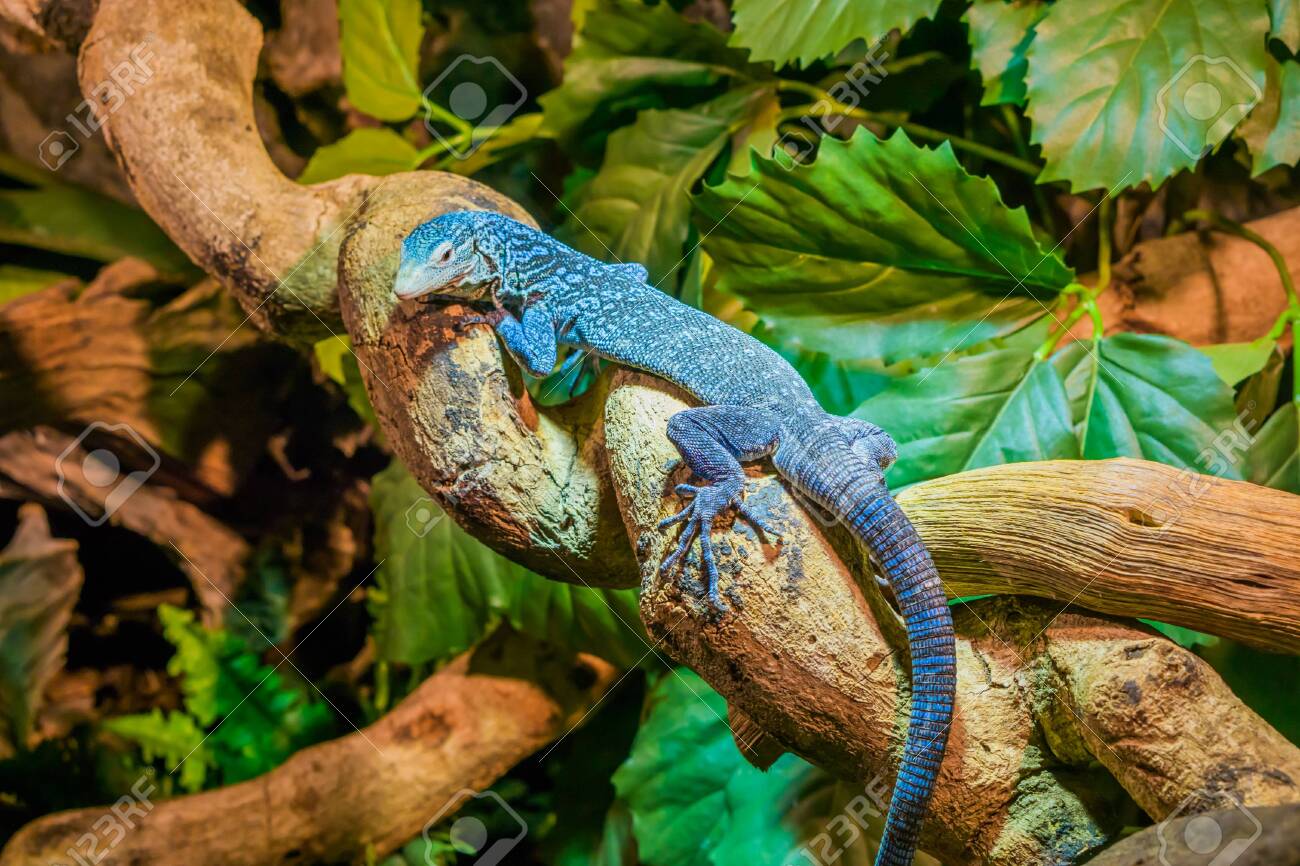 インドネシアのバタンタ島から絶滅危惧種のトカゲ、枝の青い斑点の木の