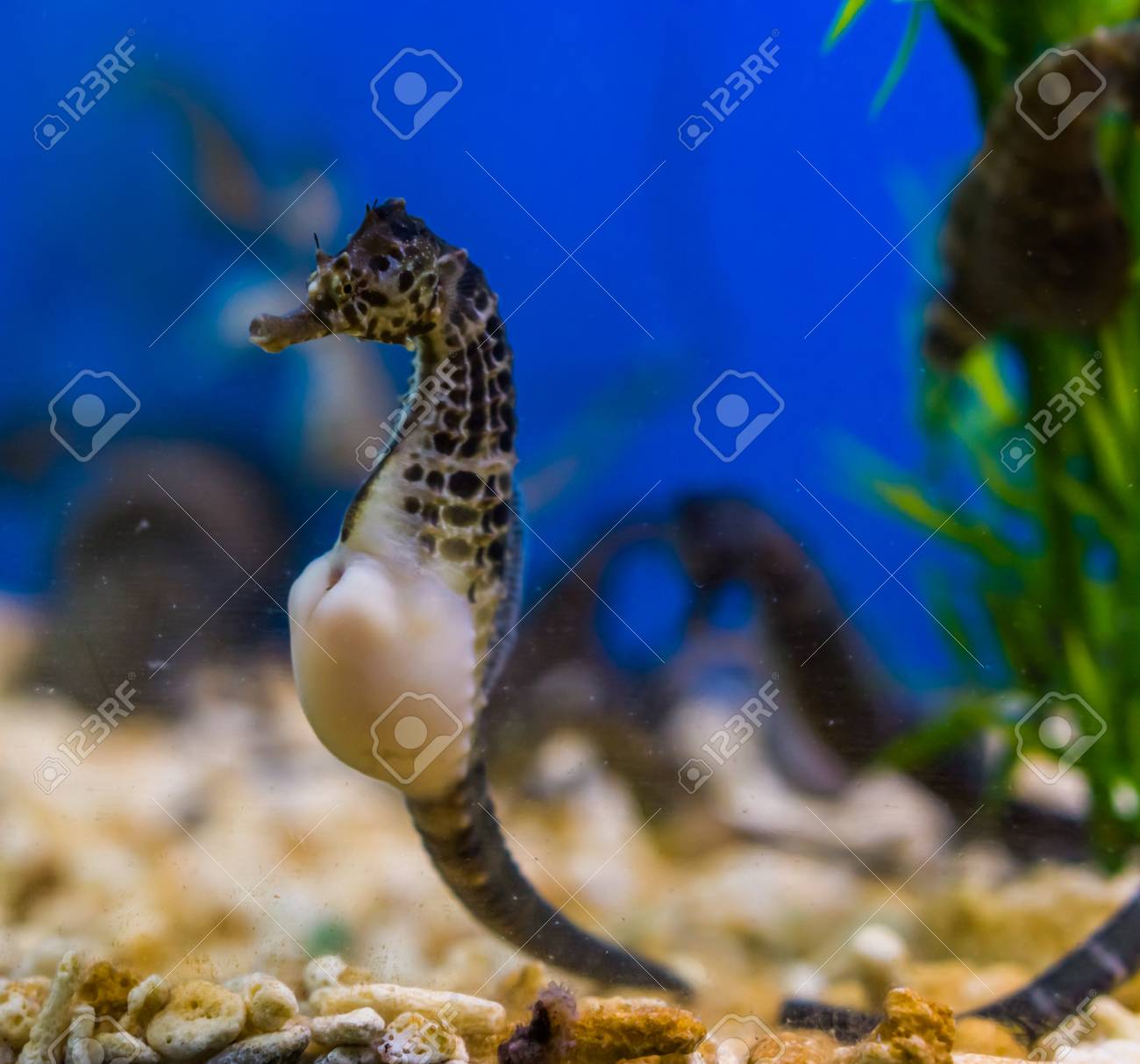 Beautiful Portrait Of A Big Belly Seahorse Popular Pet In Aquaculture Tropical Fish From The Rivers Of Australia Stock Photo Picture And Royalty Free Image Image 118889806