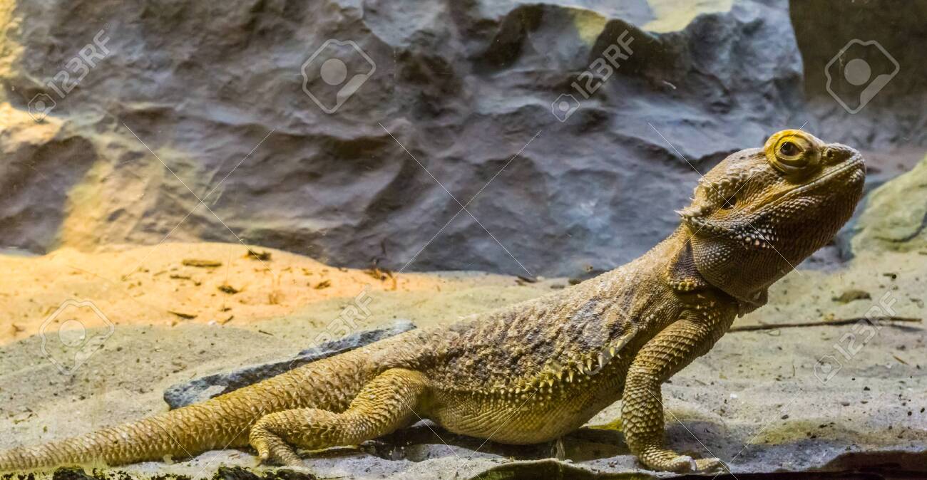 tropical reptile pets