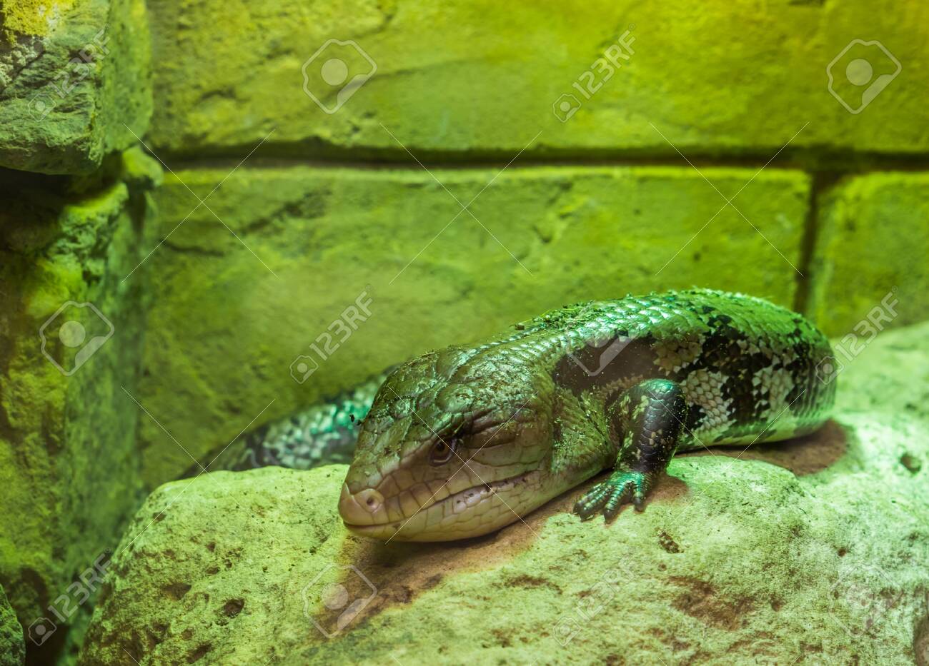 tropical pet lizards