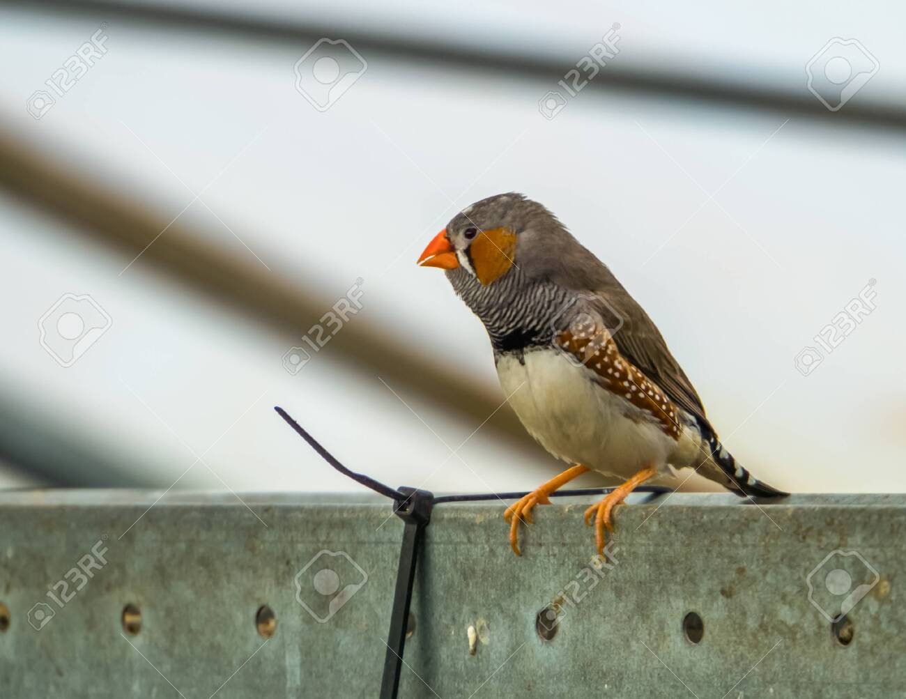 zebra finch pet