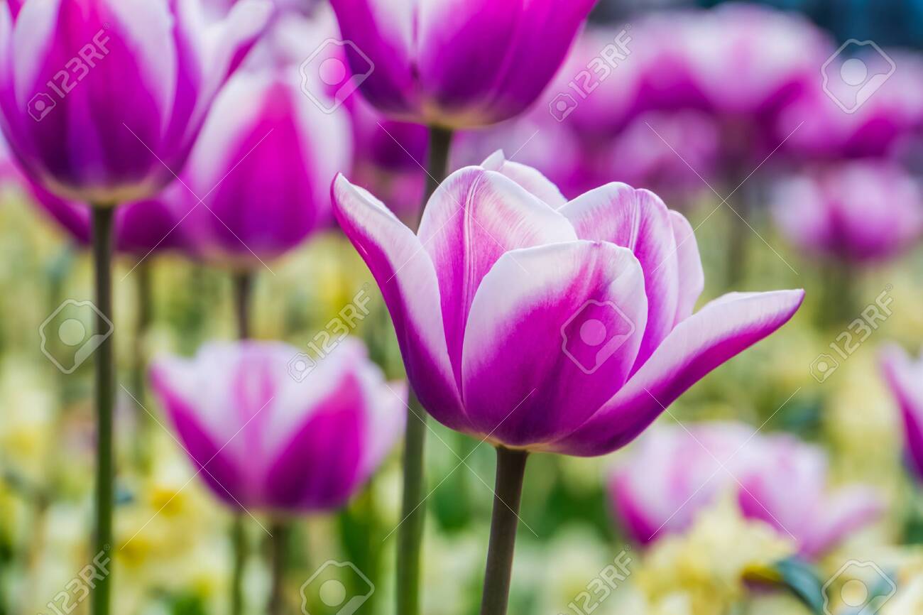 Macro Closeup Of A White And Purple Tulip Flower With A Field Macro Closeup Of A White And Purple Tulip Flower With A Field