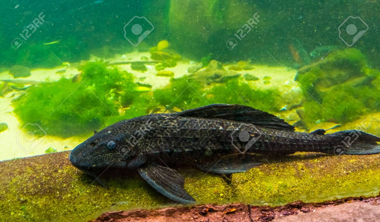 tropical fish pleco