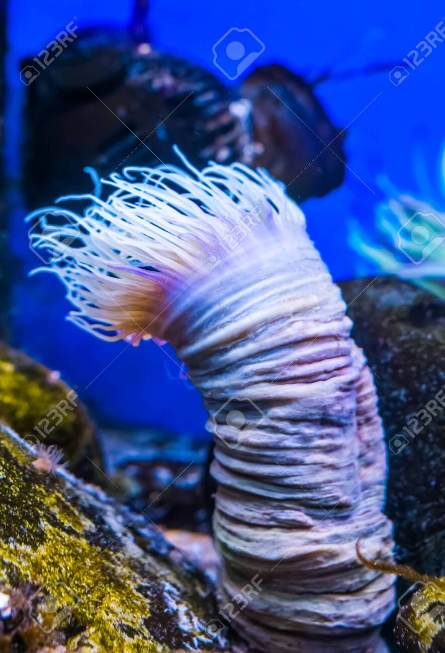 Closeup Of A Flower Tube Sea Anemone