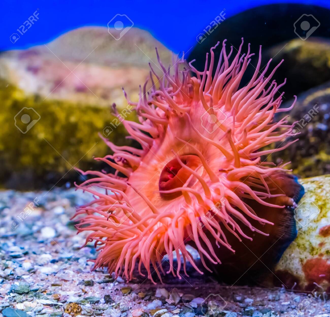 beautiful closeup of a beadlet sea anemone, tropical water animal specie from the mediterranean sea and the atlantic ocean, Marine life background - 128424381 beautiful closeup of a beadlet sea anemone, tropical water animal specie from the mediterranean sea and the atlantic ocean, Marine life background - 128424381