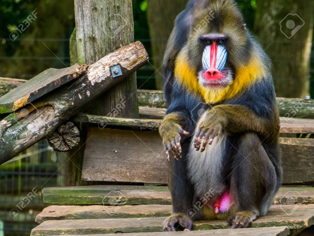 Closeup Of A Mandrill Sitting The Face And Genitals Of A Baboon Stock Photo Picture And Royalty Free Image Image Closeup Of A Mandrill Sitting The Face And Genitals Of A Baboon Stock Photo Picture And Royalty Free Image Image