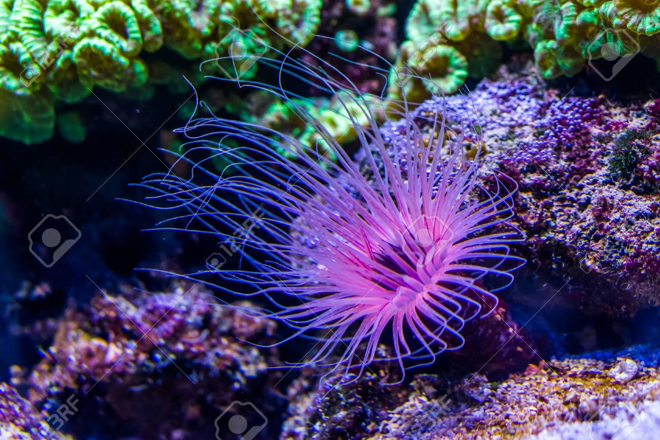 Flower Tube Sea Anemone In Closeup picture