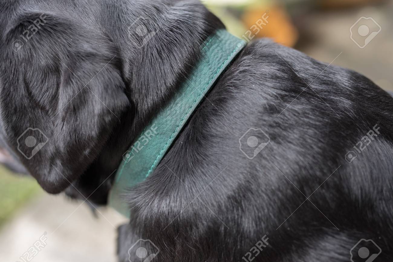 black collar for dog