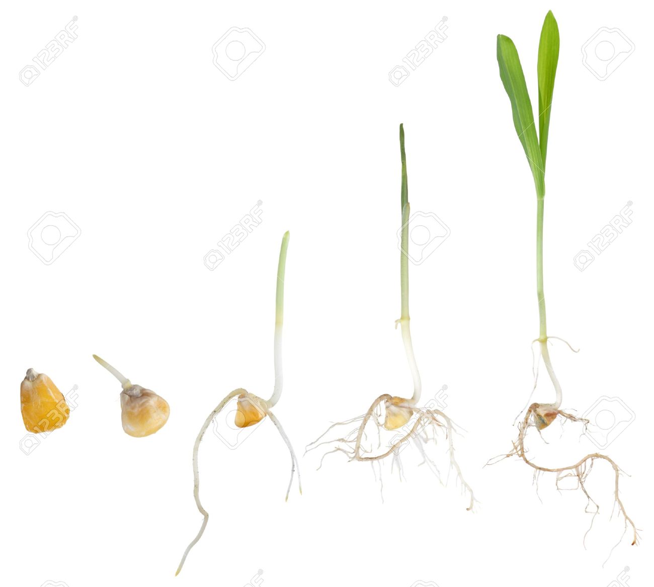 corn plant growing from seed to seedling isolated on white stock corn seedlings