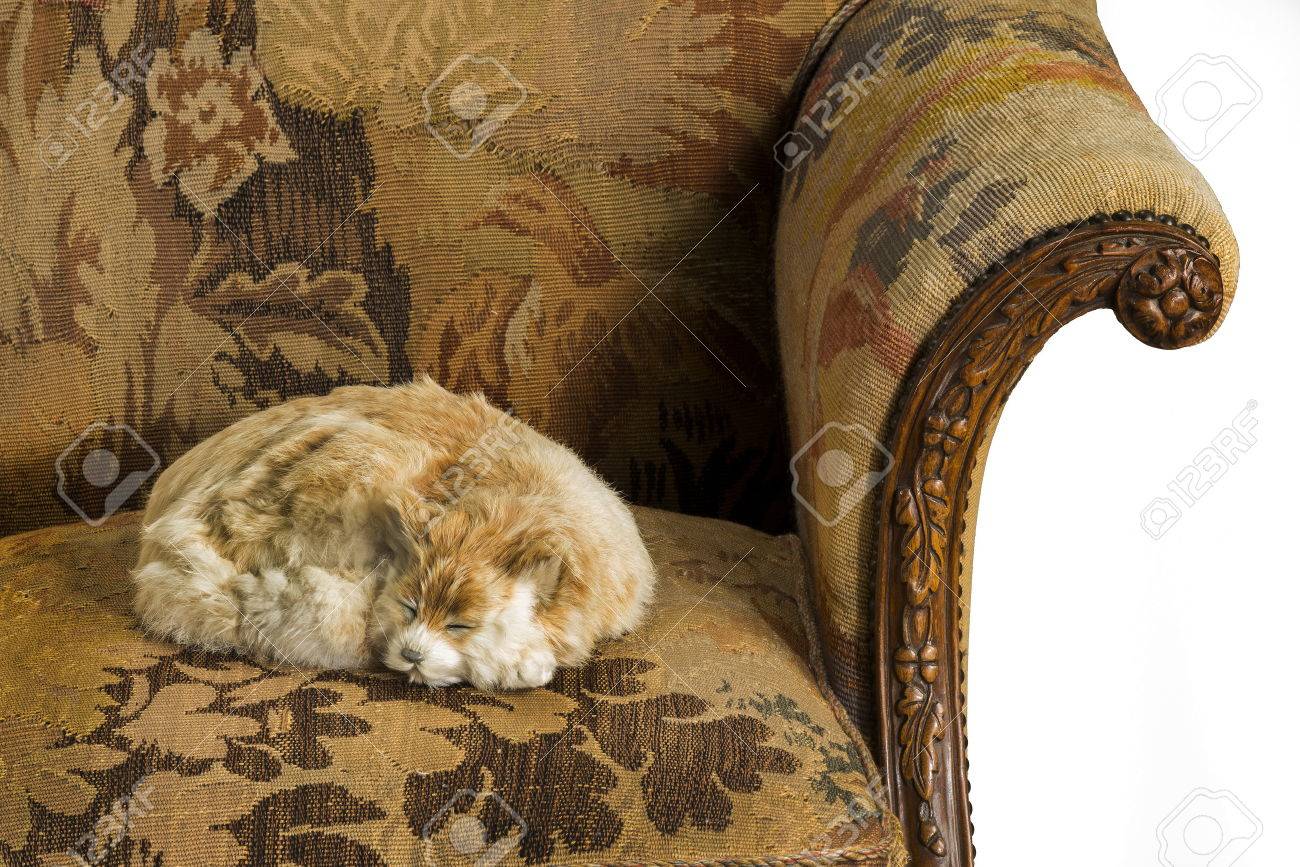 cat upholstery
