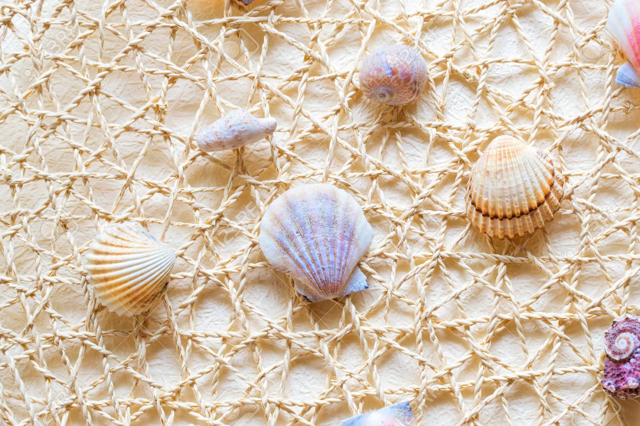 Muscheln Und Muscheln Auf Einem Weißen Netzgewebe. Exotische ... Muscheln Und Muscheln Auf Einem Weißen Netzgewebe. Exotische ...