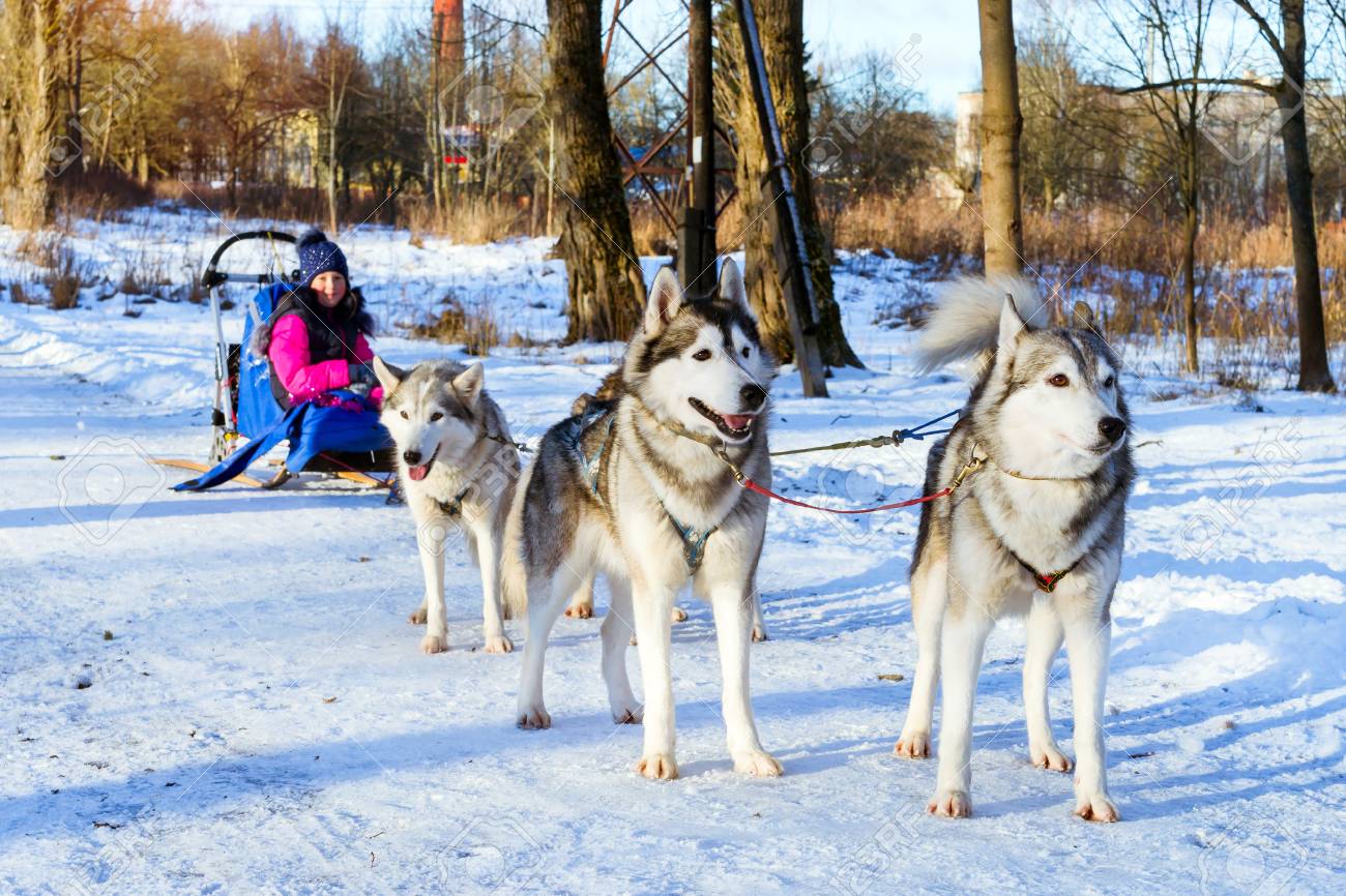 husky sled ride