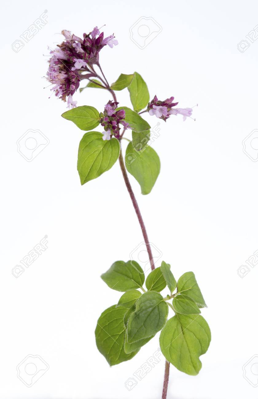 オレガノ ワイルド マジョラム の写真素材 画像素材 Image