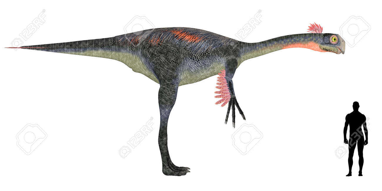 Illustration Of A Comparison Of The Size Of An Adult Gigantoraptor With An  Average Adult Male Human 1 8 Meters Stock Photo, Picture and Royalty Free  Image. Image 14049769., image size:1300x650