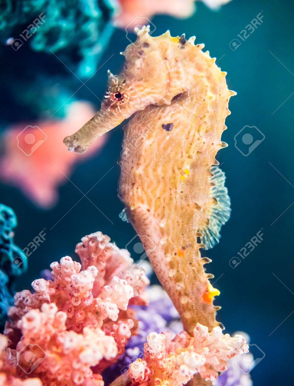 人工サンゴ礁、海洋生物の抽象で黄色のタツノオトシゴの写真素材